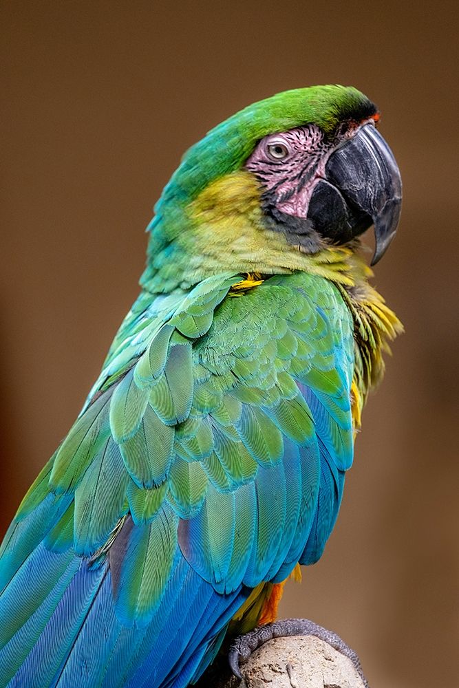 The Dominican green-and-yellow macaw